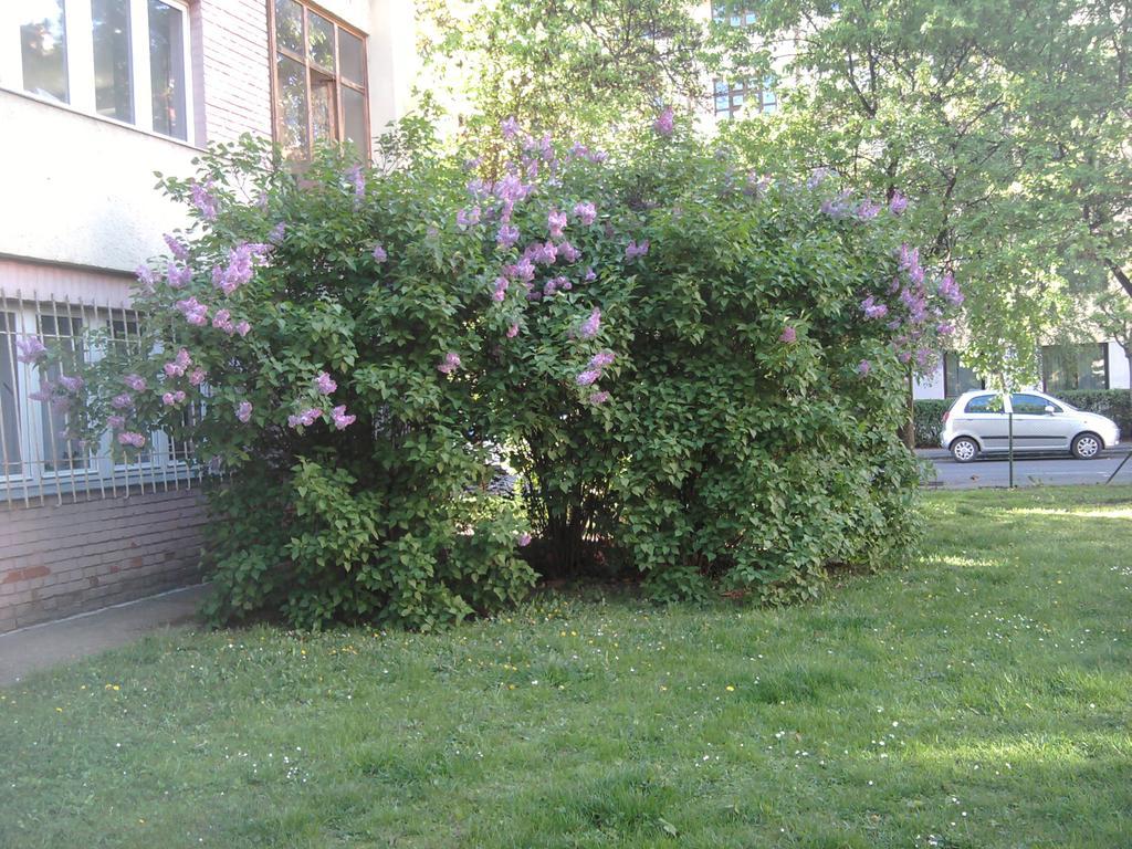 Belvarosi Studio Apartman Дьёр Экстерьер фото
